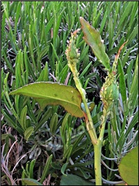 7db1c2f6-lisne-lavanda 2.JPG